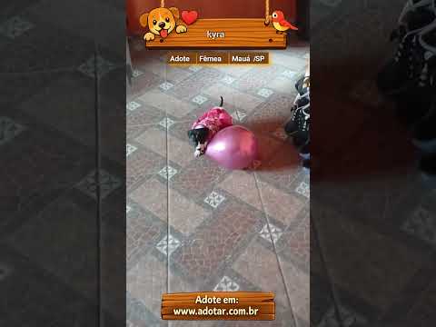 Vídeo de kyra