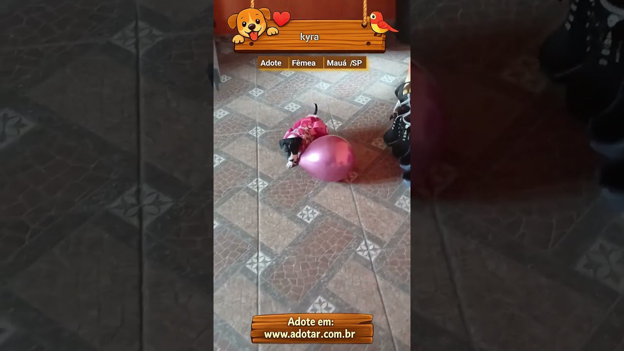 Cachorro raça SRD-ViraLata idade 2 a 6 meses nome kyra