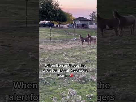Bo our livestock guardian dog charges the fence up front and the rest of the Avengers assemble⚡️