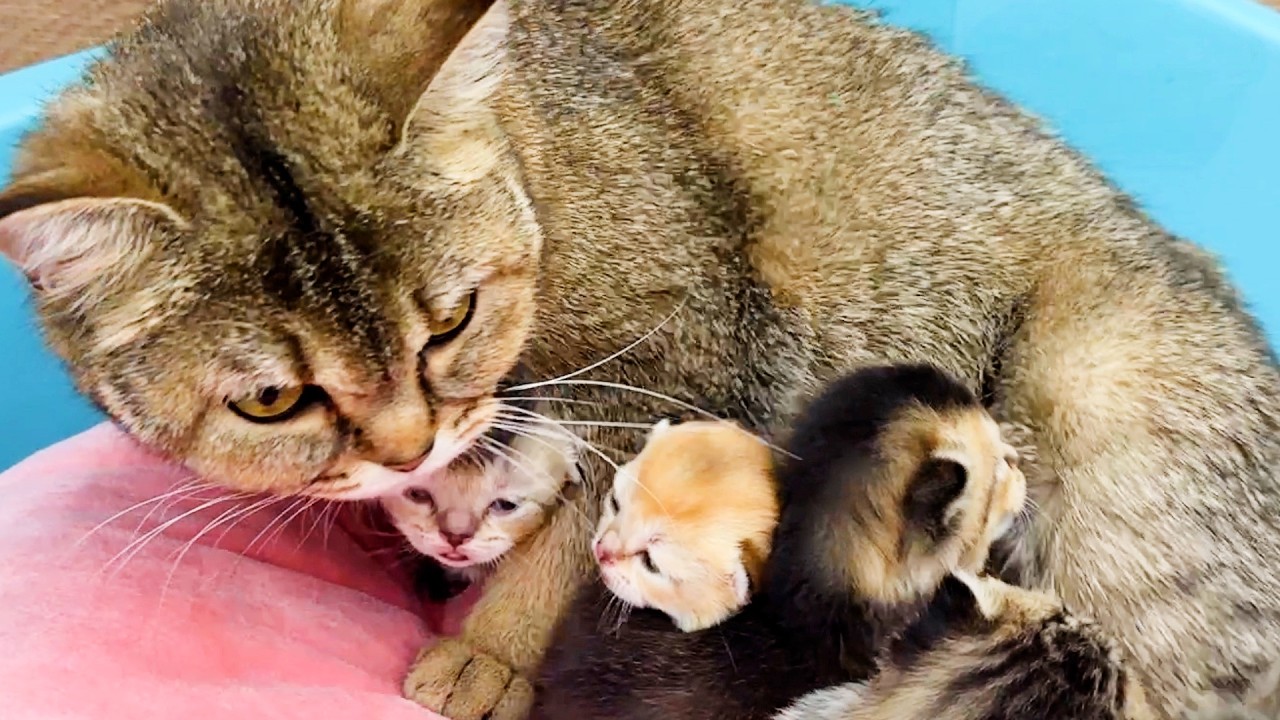 Mommy cat hugs her kittens so cute