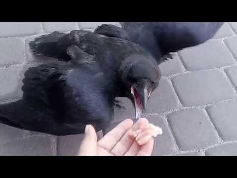 Dziki kruk - jak oswojony ORZEŁ