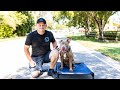 Live Dog Training with American Standard Dog Training