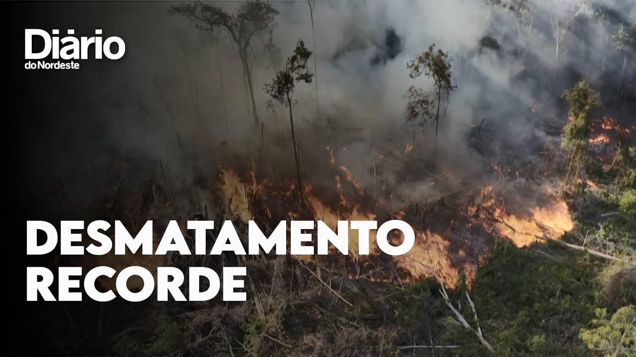 Imagem da notícia Brasil registra desmatamento recorde na Amazônia nos últimos 15 anos