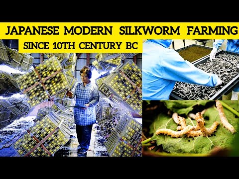 How Japanese Farming Million of SilkWorm for silk - Silk cocoon harvest and process in Factory
