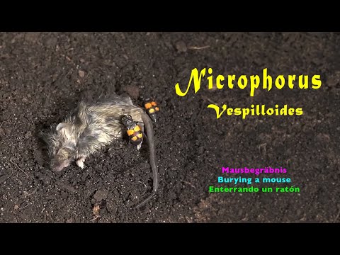 Mausbegräbnis • burying a mouse • enterrando un ratóncito • Nicrophorus vespilloides, trilingual