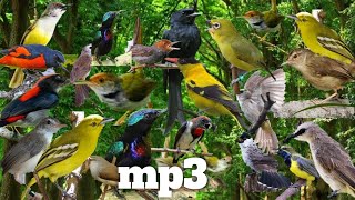 Download lagu Suara pikat semua burung kecil terampuh (💯AMPUUH) mp3