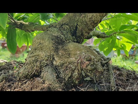 25/4 GL cây mai dáng long xù nu giảo rin đế đặc lh 0767172826 thảo