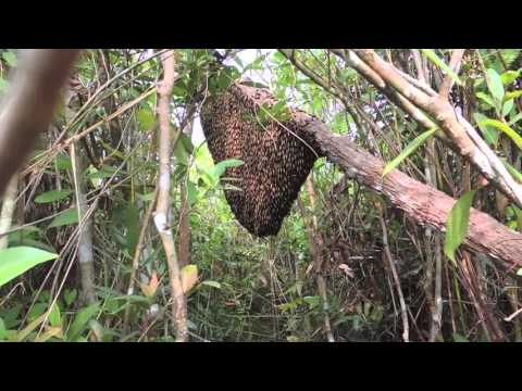 Sustainable Honey-harvest 11 March 2016