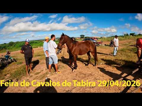 FEIRA DE CAVALOS DE TABIRA PERNAMBUCO 29/04/2026 #cavalo #nordeste #tabira