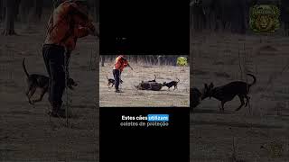 Como funcionam os cães de agarre contra javalis | #wildlife #shorts #short #shortvideo