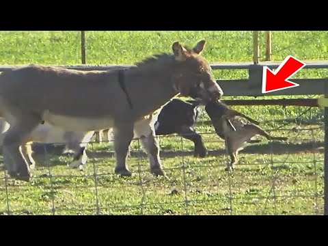 Angry Donkeys | Donkey vs. Lion, Fox, and Wolf: Incredible Animal Battles