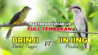 Download lagu MASTERAN CUCAK IJO FULL TEMBAKAN BRINJI & JINJING PITULAK #masteranburung #masterancucakijo mp3