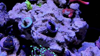 Reef Tank Update - 50 gallon SeaClear