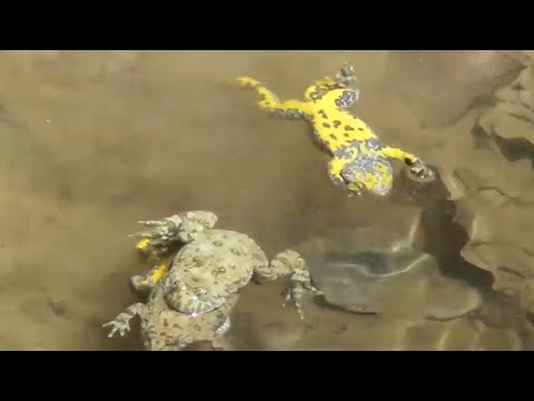 The dance of the life and the dance of the mystery  consciousness of life...with Yellow-bellied toad