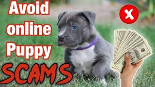 How to not get scammed when buying a puppy! (Online)