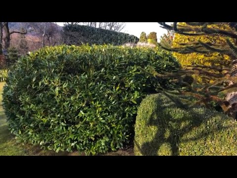 Laurowiśnia ,Otto van Luyken’. Jedna z najodporniejszych odmian