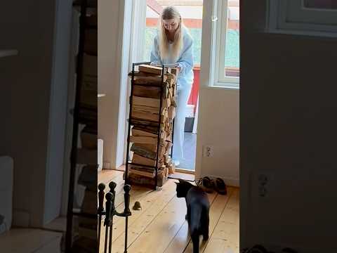 Le chat tente en vain de chasser la souris de la maison