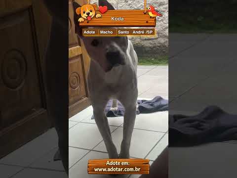 Vídeo de Koda