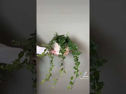 Which plants do you think are the most photogenic? 📸  #plant #plantlover #plantdream #houseplant