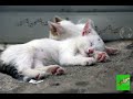 (No Ads) Cat's purring and calming Panio & Harp music / deep relaxation, sleep music, stress relief
