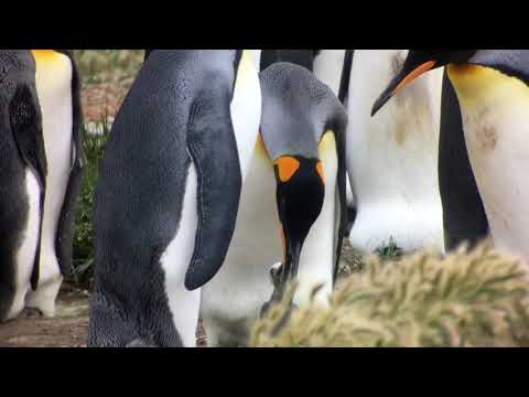 King Penguin of Tierra del Fuego