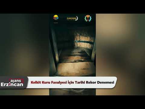 Kelkit Kuru Fasulyesi İçin Tarihi Rekor Denemesi