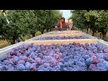 Picking Billions Of Plums In California - Prunes Production Process