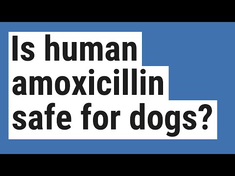 Is human amoxicillin safe for dogs?