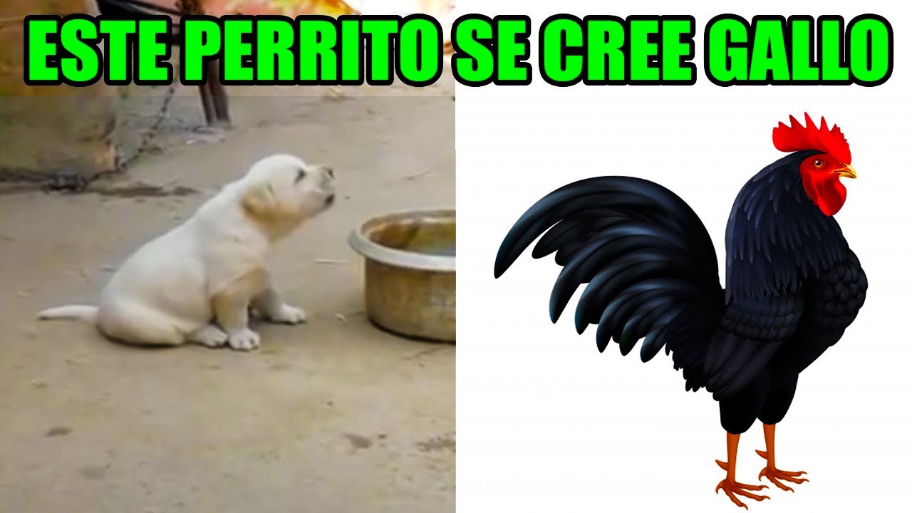 Animales Fingiendo Ser Otros Animales
