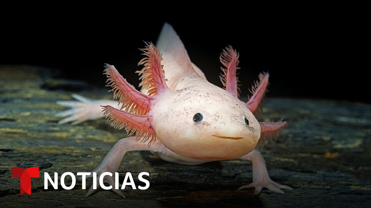 Planeta Tierra: Solución capilar está limpiando los canales de Xochimilco | Noticias Telemundo