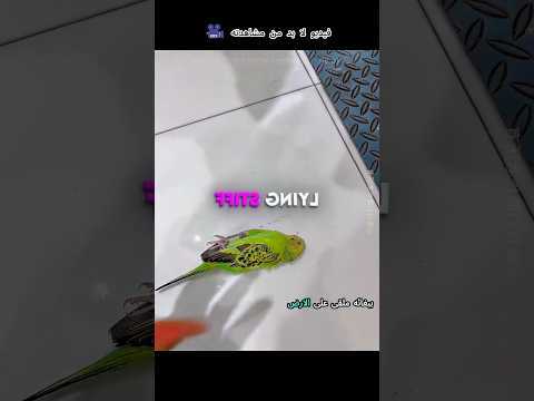 😱 ببغاء ميت أم فاقد للوعي؟ تصرفات كلاب الهاسكي تكشف الحقيقة! #ماوراءيات #explore #arabic #emotional