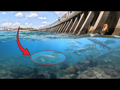 What Lives Under this Fishing Pier in Florida? | Fishing and Diving