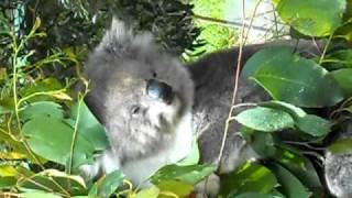 preview picture of video 'Koala at Healesville Sanctuary, Melbourne, Australia'