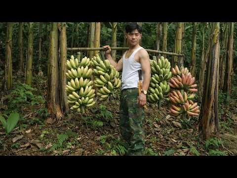 CEO Trieu Khang harvests wild bananas, Makes herbal medicine for market