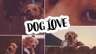 Dog Love ♥️ | WhatsApp Status Tamil | x setoffl