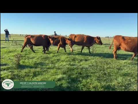 LUCA _ 21 VACAS INVERNDA VACIAS x TACTO en CHICLANA, PEHUAJO, BUENOS AIRES 21-04-2026