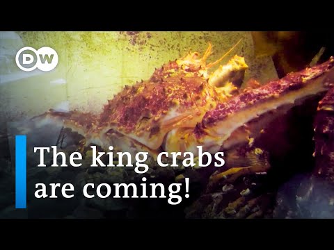 挪威的帝王蟹入侵 - 聚焦歐洲 (King crab invasion in Norway | Focus on Europe)