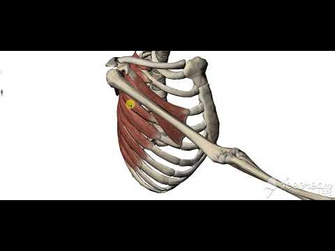 Pectoralis minor 3