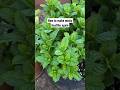 How to grow mint at home | How to grow mint from cuttings | Plant care tips #plantpropagation #viral