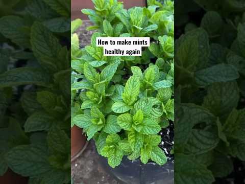 My Favourite Disease - Mint