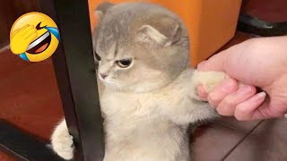 New Funniest Cats and Dogs Clips 2025😼🐶Try Not To Laugh😜😍 Part 4