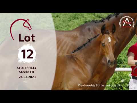 🍀 www.fohlenauktion.at 🍀 Lot12 - SteelisFH