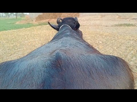 Pure Neeli Ravi Buaffalo Pakpattan punjab TV -19-5-2022