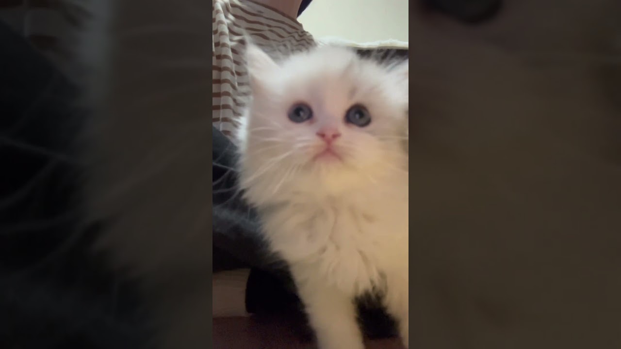 カメラに興味津々な子猫　#子猫 #子猫動画 #catshorts #cat #kitten #ミヌエット