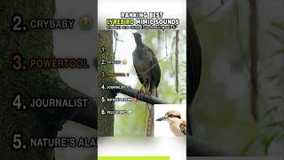 Download lagu Suara Mimik Burung Lyrebird Terbaik #shorts mp3