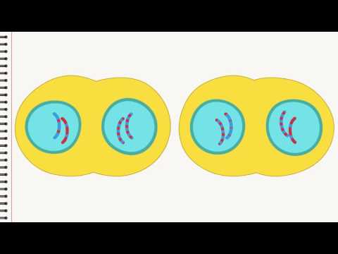 Biologie: Die Zellteilung