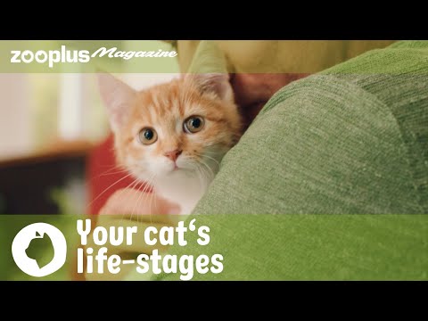 Your cat’s life-stages: from kitten to adult to senior cat | zooplus Magazine