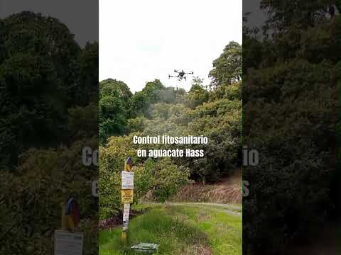 Fumigando con Dron, Aguacate #shorts