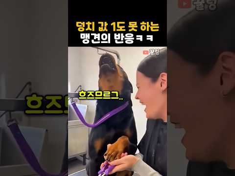 로트와일러의 메소드 연기ㅋㅋ #강아지 #맹견 #유머 #웃긴영상