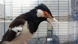 Download lagu Pancingan Jalak Suren Gacor Variasi Mompa - Masteran Suara Burung Jalak Gacor Full Isian Mewah mp3 Download lagu Pancingan Jalak Suren Gacor Variasi Mompa - Masteran Suara Burung Jalak Gacor Full Isian Mewah mp3